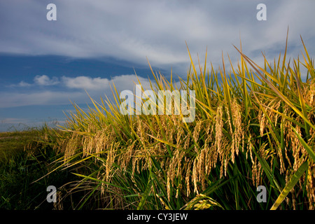 Reife Köpfe der Reis reif für die Ernte im Sacramento Valley, Kalifornien. Stockfoto