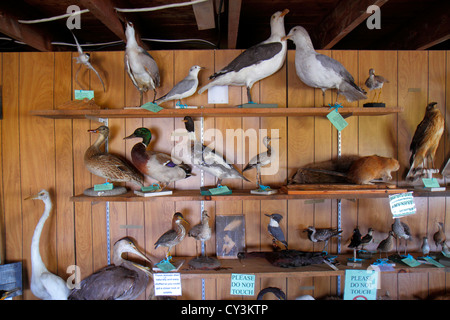 Maine Scarborough, Scarborough Marsh Audubon Center & Nature Store, Dunstan River, Museum, Sammlung, ausgestopfte Vögel, Möwen, Enten, Falken, Reiher, ME120827011 Stockfoto