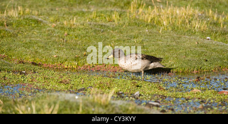 Gesprenkelte Krickente (Anas Flavirostris), Nationalpark Lauca, Chile Stockfoto