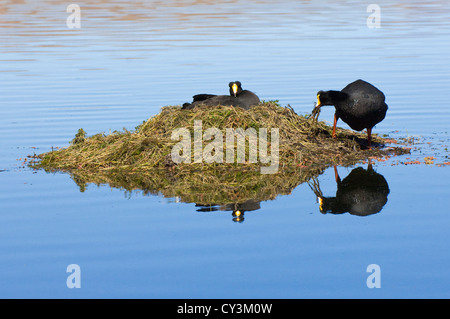 Nesting Riese Blässhühner (Fulica gigantea), Lauca Nationalpark, Chile Stockfoto