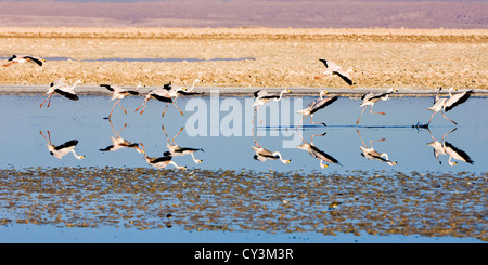 Puna oder Jamess Flamingos (Phoenicoparrus Jamesi) im Flug, Chile Stockfoto