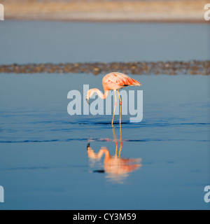 Chilenischer Flamingo (phoenicopterus sp.), Chile Stockfoto