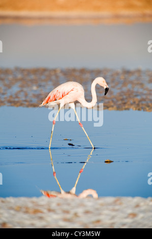 Chilenische Flamingo (Phoenicopterus Chilensis), Chile Stockfoto