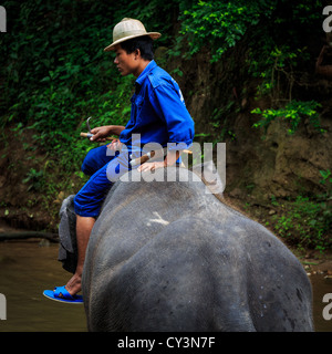 Mahut auf einem Elefanten auf einem Fluss für die Reinigung, Chiang Mai, Thailand Stockfoto