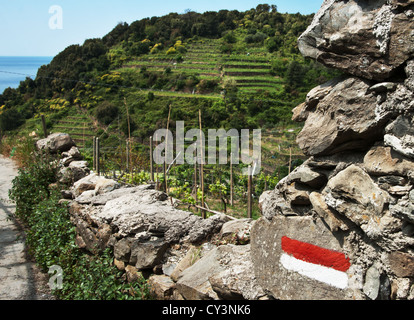 Cinqueterre Wanderweg mit der unverwechselbaren roten und weißen Trail-Blaze. Stockfoto