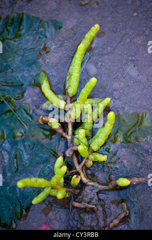 Wilde Norfolk Queller "Salicornia Europaea" Herbst Stockfoto