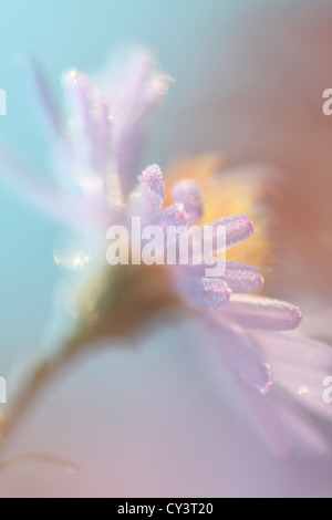 Die Frost-Kristalle für diese Aster Blüte haben damit begonnen, im Herbst morgens in der Sonne schmelzen. Stockfoto
