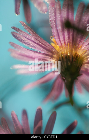 Die Frost-Kristalle für diese Aster Blüte haben damit begonnen, im Herbst morgens in der Sonne schmelzen. Stockfoto