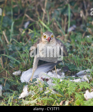 Frau Sperber Accipiter nisus Fütterung auf Holz Pigeon Stockfoto