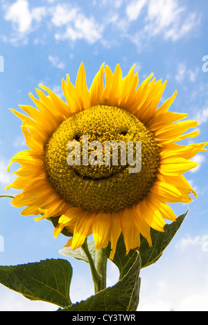 Sonnenblume Stockfoto