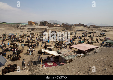 Viehmarkt in Kabul, Afghanistan Stockfoto