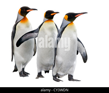 Königspinguine (Aptenodytes Patagonicus) auf weißem Hintergrund Stockfoto