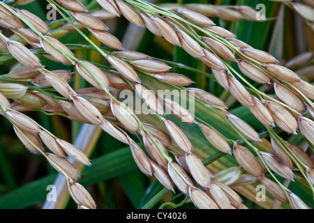 Reifen Sie "kurze Grain" weißer Reis wächst im Bereich. Stockfoto