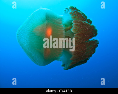 Nahaufnahme der box Quallen schwimmen auf seiner Seite in der Coral Sea am Great Barrier Reef in Australien Stockfoto