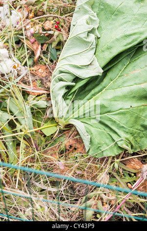 Garten Kompostieren mit Abfällen gesammelt von Gärtnern Stockfoto