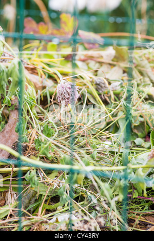 Garten Kompostieren mit Abfällen gesammelt von Gärtnern Stockfoto