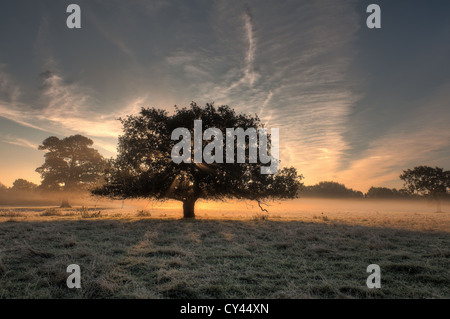 Sonnenaufgang durch frühen Morgennebel Sommer erstellt von Fluß Darent steigt auf nahe gelegenen Feldern launisch neblige Gefühl verborgen Formen Stockfoto