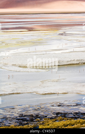 Salzige Laguna mit chilenischen Flamingos (Phoenicopterus Chilensis) Stockfoto