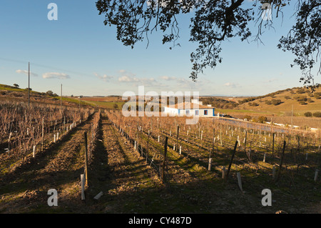 Traditionelles Bauernhaus in der Weinregion von Borba, Alentejo, Portugal Stockfoto