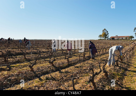 Frau Arbeiter Beschneiden des Weinbergs im Winter, Alentejo, Portugal Stockfoto