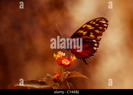 Schmetterling auf Blume-Plain Tiger Profil Stockfoto