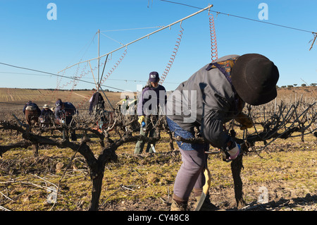 Frau Arbeiter Beschneiden des Weinbergs im Winter, Alentejo, Portugal Stockfoto