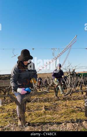 Frau Arbeiter Beschneiden des Weinbergs im Winter, Alentejo, Portugal Stockfoto