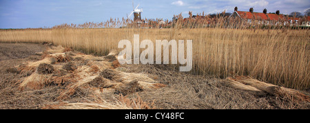 Ein Blick über den Schilfgürtel zu Cley Windmühle in kleinen Norfolk Dorf von Cley-Next-the-Sea, Küste North Norfolk, England, Großbritannien Stockfoto