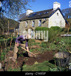 Ein älterer, reife Frau Graben in Ihrer abfallenden Garten im Frühjahr und Aussicht auf Land Home im März Sonne in Carmarthenshire Wales UK KATHY DEWITT Stockfoto