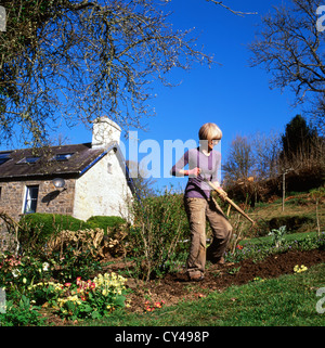 Frau arbeitet in einer schrägen Obst und Landschaft Land Gemüsegarten Graben mit einer Gabel im Frühjahr Carmarthenshire Wales UK KATHY DEWITT Stockfoto