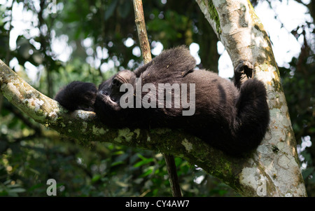 Entspannen Sie sich auf einen Baum in den Bwindi Impenetrable Forest in Uganda Berggorillas. Stockfoto