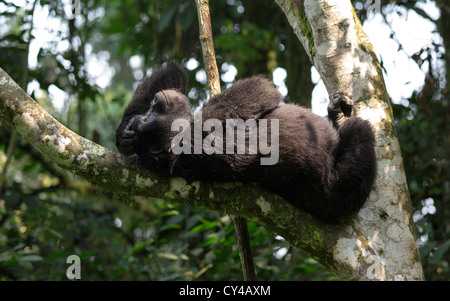 Entspannen Sie sich auf einen Baum in den Bwindi Impenetrable Forest in Uganda Berggorillas. Stockfoto