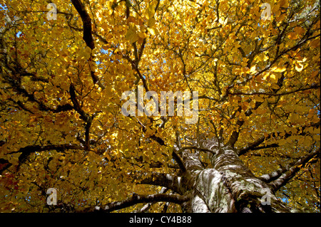 Buche im Herbst, Strathspey. Inverness-Shire.  SCO 8738 Stockfoto