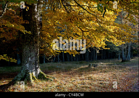 Buche im Herbst, Strathspey. Inverness-Shire.  SCO 8739 Stockfoto