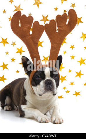 lustige Boston Terrier Hund zu Weihnachten mit Geweih Stockfoto