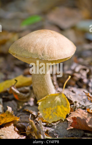 Herbstliche Wald essbare Pilz Nahaufnahme Stockfoto