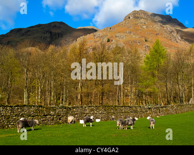 Herdwick Schafe grasen auf Berglandschaft in Great Langdale im Lake District National Park Cumbria England UK Stockfoto