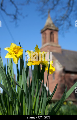 Dorf von Coddington, England. Frühling Blick auf Narzissen vor der St. Mary's Kirche im Dorf Coddington. Stockfoto