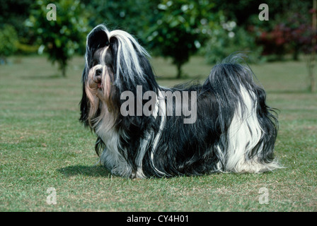 SEITENANSICHT DER ERWACHSENEN SHIH-TZU IM HOF STEHEN / IRLAND Stockfoto