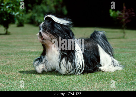 ERWACHSENE SHIH-TZU IM HOF LAUFEN / IRLAND Stockfoto