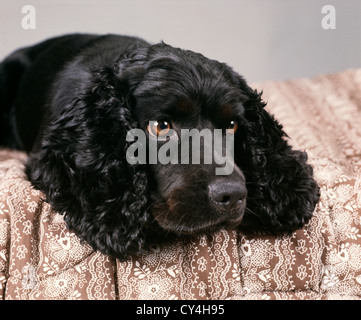COCKER SPANIEL WEIBLICH, 10 MONATE ALTES BABY / STUDIO Stockfoto