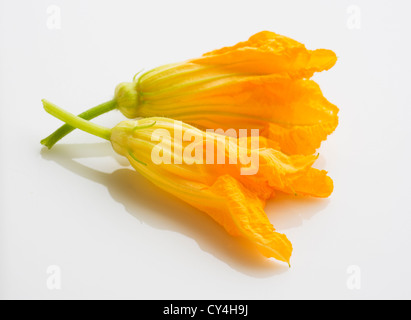 Zucchiniblüten auf weißem Hintergrund, Studio gedreht Stockfoto