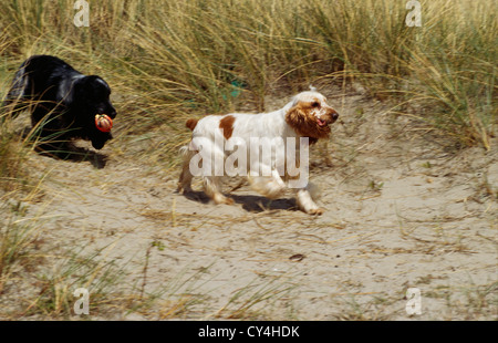 PAAR VON ERWACHSENEN ENGLISH COCKER SPANIEL IM FELD / IRLAND Stockfoto