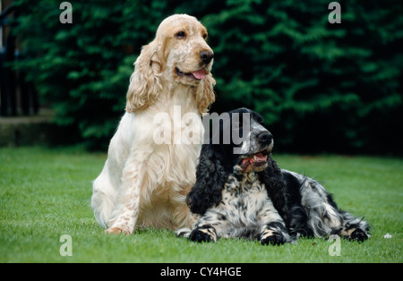 PAAR VON ERWACHSENEN ENGLISH COCKER SPANIEL IN HOF / IRLAND Stockfoto