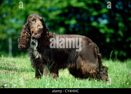 SEITENANSICHT DES ERWACHSENEN LEBER-FARBIGEN ENGLISH COCKER SPANIEL / IRLAND Stockfoto