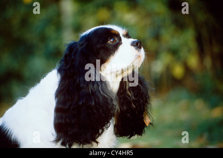 KOPFSCHUSS VON ERWACHSENEN ENGLISCHER COCKER SPANIEL / IRLAND Stockfoto