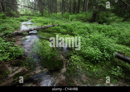 Fluss in den dunklen, sumpfigen Wald, Finnland Stockfoto