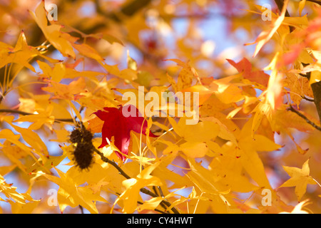Amberbaum im Herbst. Stockfoto
