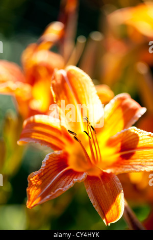 Orange Tiger-Lilie Blumen blühen im Garten Stockfoto