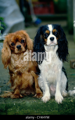ZWEI ERWACHSENE CAVALIER KING-CHARLES-SPANIEL SITZEN AUF HOF / ENGLAND Stockfoto